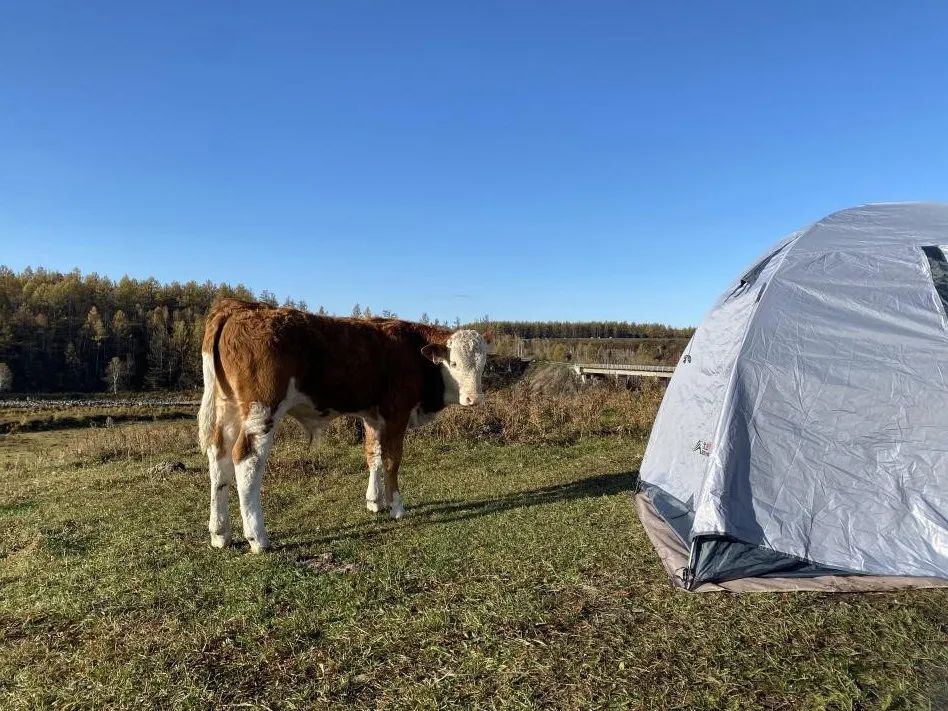 �����Ӱ��ߵ�Сţ���ᶯ�Ļ��˱������е�δ֪���������棬����ȴ�෴��