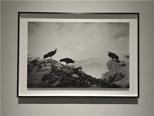 ɼ����˾��͸�ӻ��ݡ�ϵ��֮������ͺӥ��